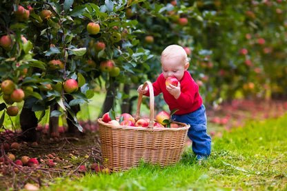 The Versailles Olde Tyme Apple Festival™ Baby Dumpling and Apple Tart Contest Sponsored by Morgan County Caring for Kids Coalition